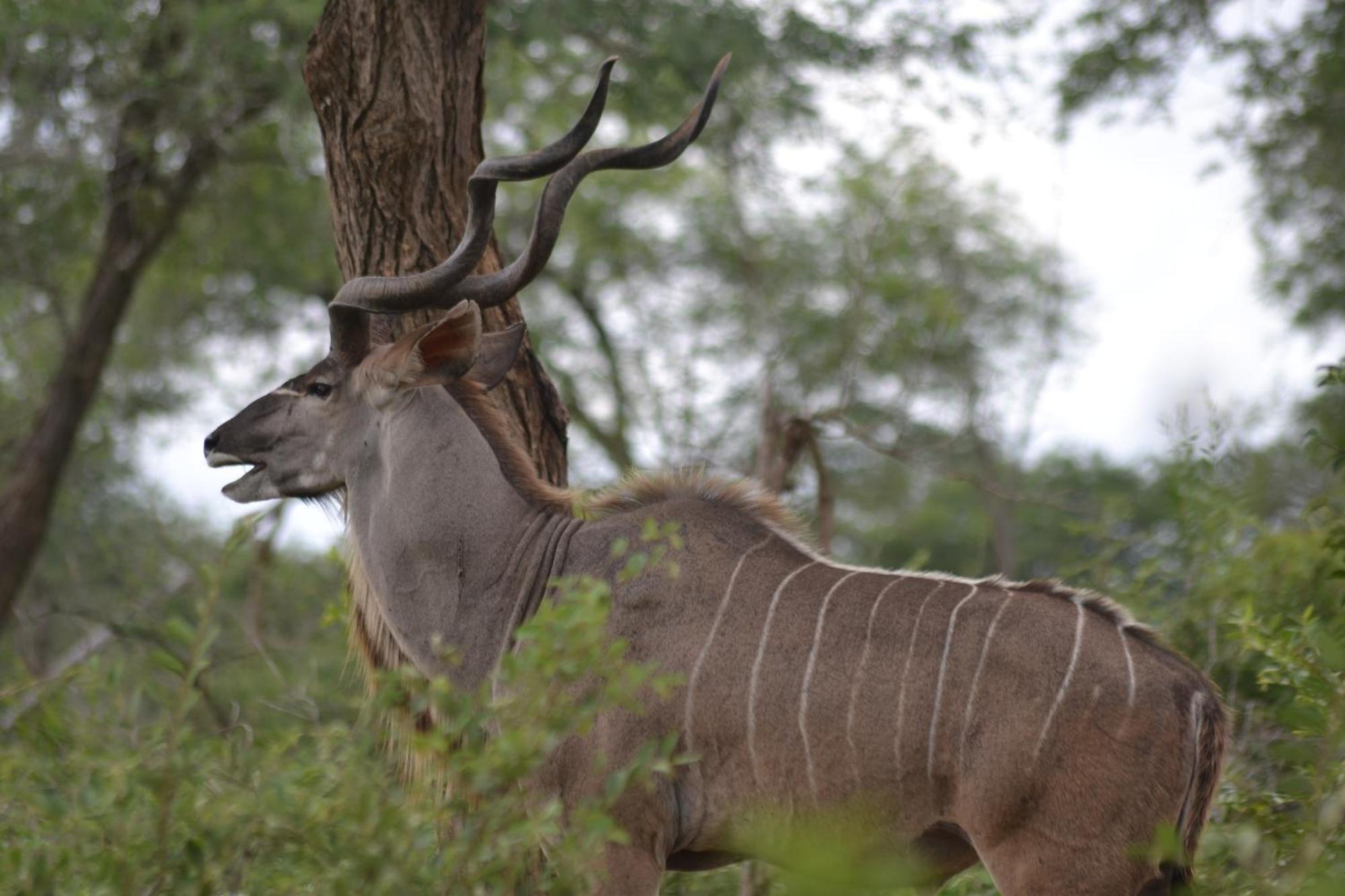 Yebo Safari Tents-Stay Inside Kruger Skukuza Exterior foto