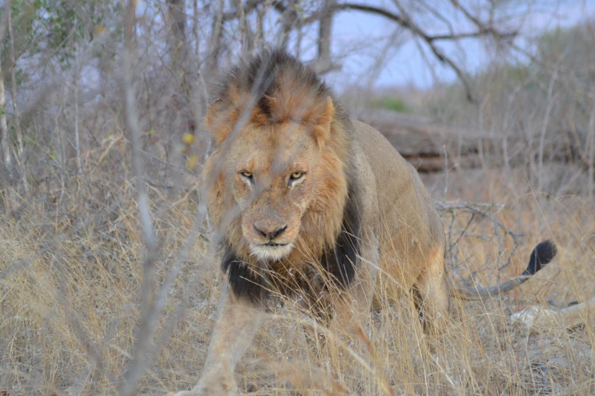 Yebo Safari Tents-Stay Inside Kruger Skukuza Exterior foto