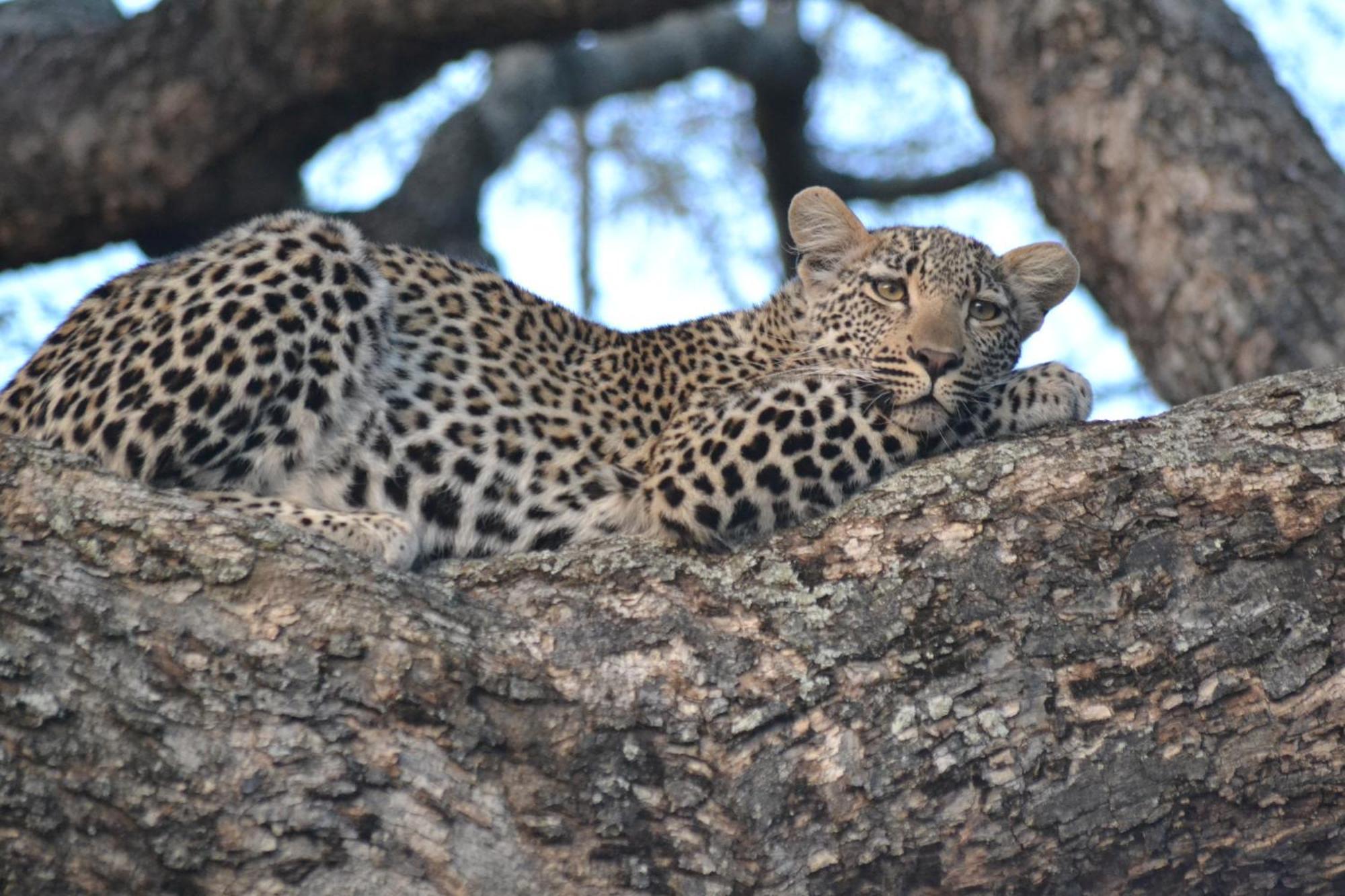 Yebo Safari Tents-Stay Inside Kruger Skukuza Exterior foto